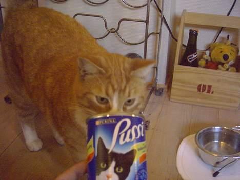 Blanding af racer Elvis - Wee, Pussi... Nam nam :P billede 4