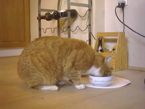 Blanding af racer Elvis - Et stk. spisende kat :) billede 5