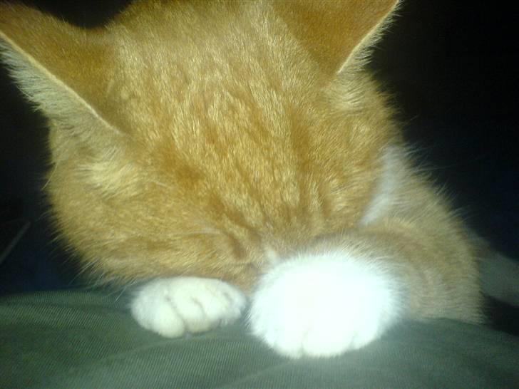 Blanding af racer Elvis - En meget træt kat ^^ billede 6