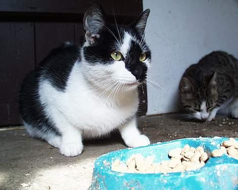 Blanding af racer Staldens katte - Marcus har set at Leo er på vej! (Killing i baggrunden) billede 1