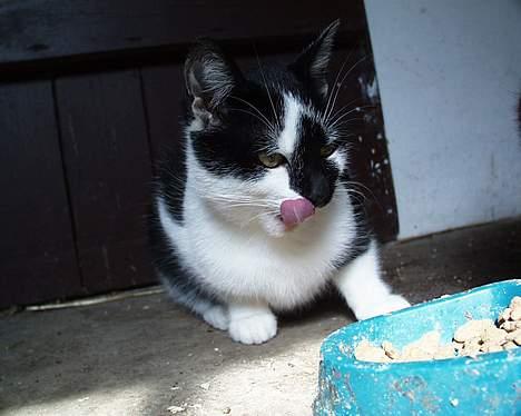 Blanding af racer Staldens katte - Marcus slikker sig om munden! billede 2