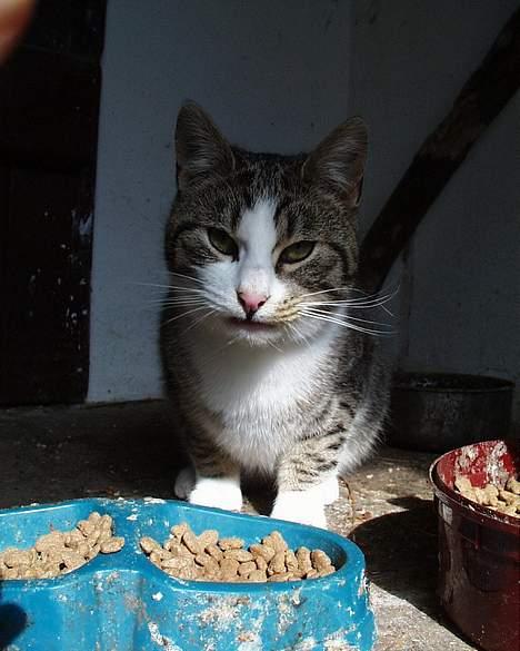 Blanding af racer Staldens katte - Killingen har opdaget mig... dam.!! billede 3