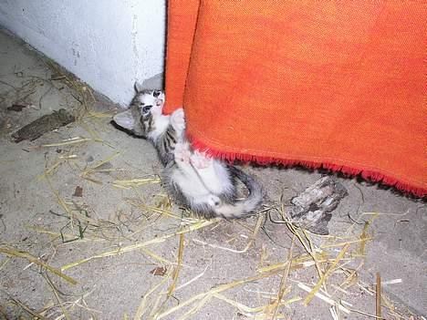 Blanding af racer Staldens katte - Killingen som killing hihi!! billede 4