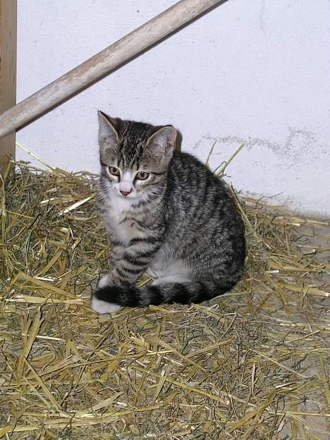 Blanding af racer Staldens katte - Leo som killing! billede 5