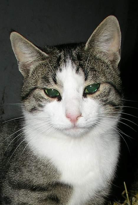 Blanding af racer Staldens katte - Bernhard er nu død men jeg synes lige i skulle se hvor smuk har var! billede 6