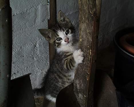 Blanding af racer Staldens katte - Killingen som killing! billede 7