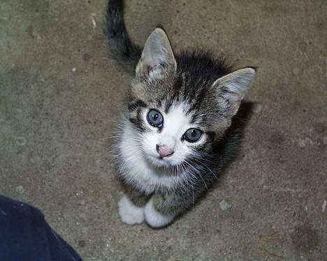 Blanding af racer Staldens katte - Killingen som killing!! billede 8