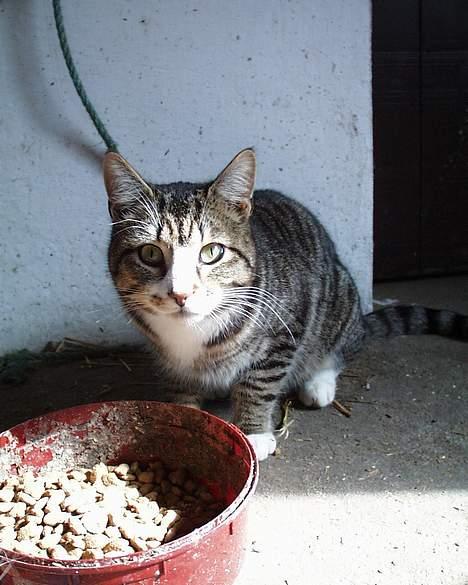 Blanding af racer Staldens katte - Leo bliver overrasket af mit kamera! billede 9