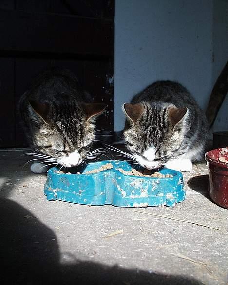 Blanding af racer Staldens katte - Leo til venstre og killingen til højre! billede 10