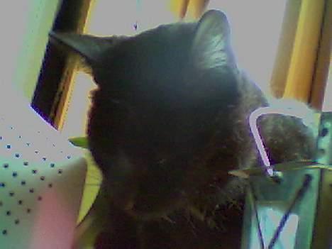 Blanding af racer Sorte *DØD* - her ligger jeg godt :P billede 4