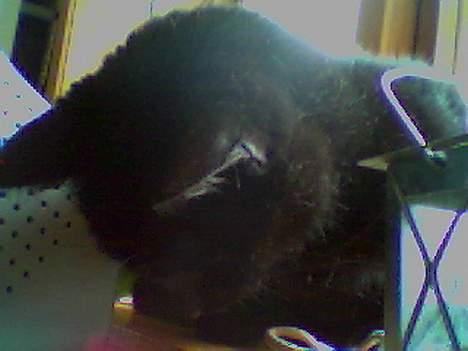 Blanding af racer Sorte *DØD* - Hva var det ? billede 7