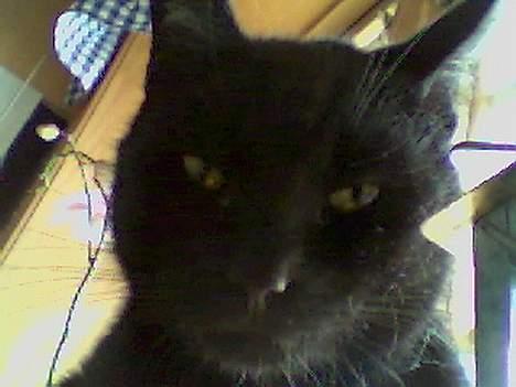 Blanding af racer Sorte *DØD* - Dawz.. billede 6