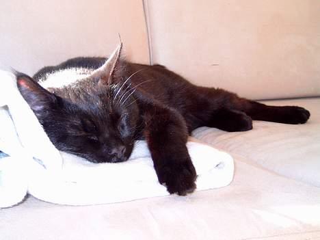 Blanding af racer Pelle Haleløs - Puha... jeg er helt udmattet billede 8