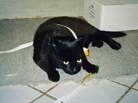 Blanding af racer Sorte *DØD* - han ville måle hvor lang han var? billede 5