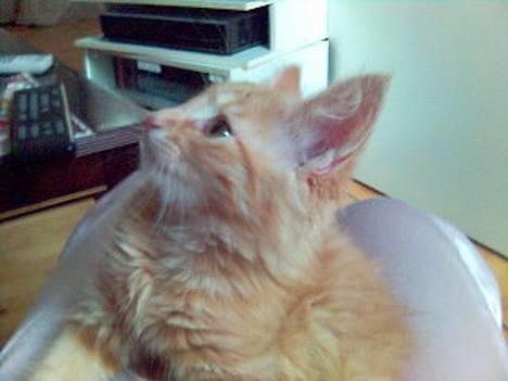 Maine Coon Dino - Er jeg ikke nuttet billede 1