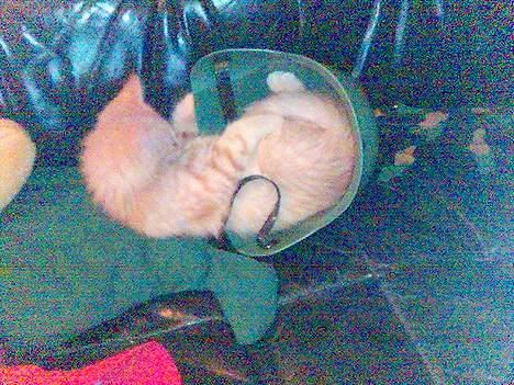 Maine Coon Dino - legebarn billede 2