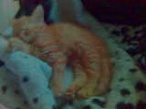 Maine Coon Dino - dødtræt billede 3