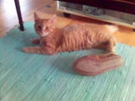 Maine Coon Dino - nu vil jeg lave lidt sjov billede 4