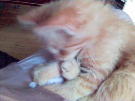 Maine Coon Dino - Hold da op - kan man spise sine tæer billede 5