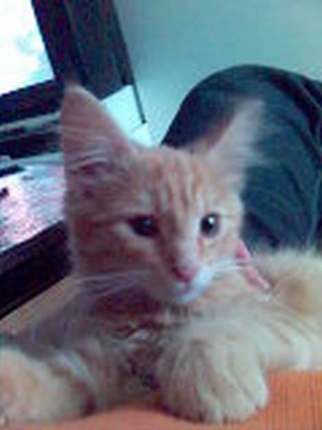 Maine Coon Dino - Kong Dino billede 6