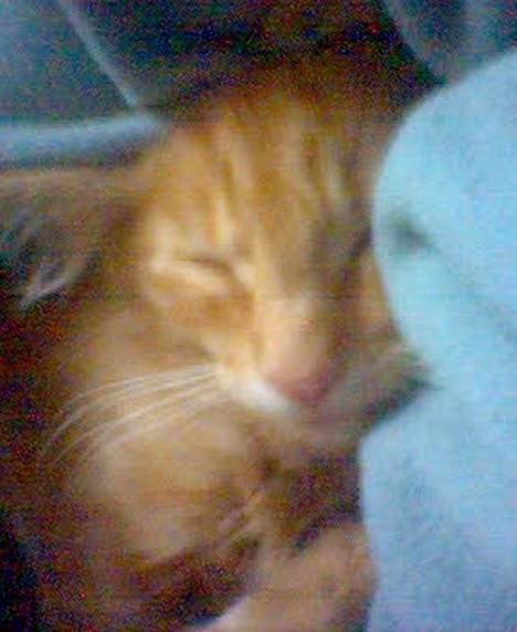 Maine Coon Dino - her sover vi tæt sammen billede 7