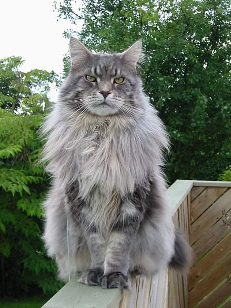 Maine Coon Cornelius død d. 19/2.09 - En af hans favorit pladser i haven, oppe på hegnet, høj hævet over pøplen:o) billede 2