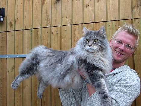 Maine Coon Cornelius død d. 19/2.09 - Nå her det så min far der holder, det går lidt bedre, jeg er stor ikke:o) billede 4