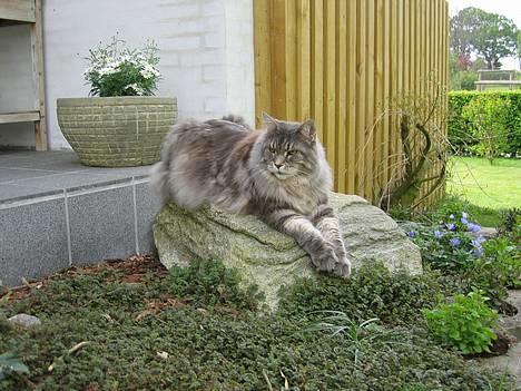 Maine Coon Cornelius død d. 19/2.09 - Her er et af de bedste steder jeg kender at ligge....goooood udsigt:o) billede 7