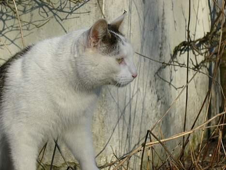 Huskat Elvis (Abekatten) billede 10