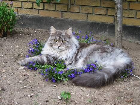 Maine Coon Cornelius død d. 19/2.09 - Her er jeg 1½ år gammel, jeg er vild med bløde ting -blomster er en god opfindelse billede 10