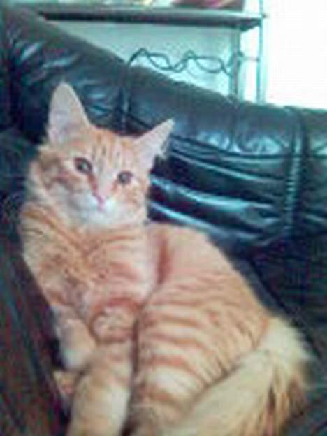 Maine Coon Dino billede 8