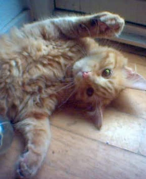 Maine Coon Dino - Dino den søde billede 9