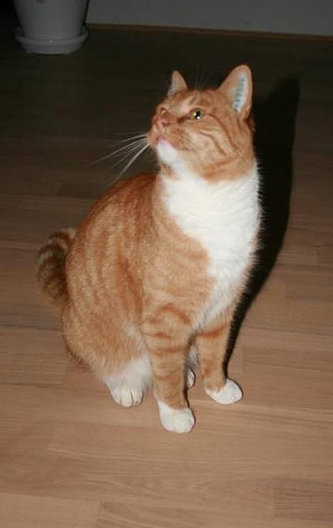 Huskat Garfield - Kan du stå for mig? billede 1