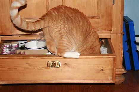 Huskat Garfield - Er der noget man kan bruge her ?  billede 2