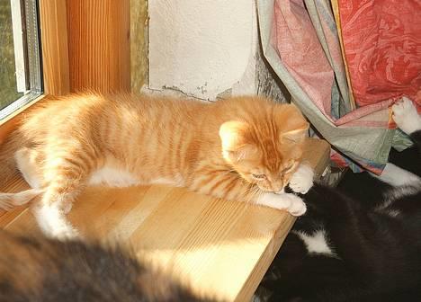 Huskat Garfield - (d. 28/4/05)  billede 3