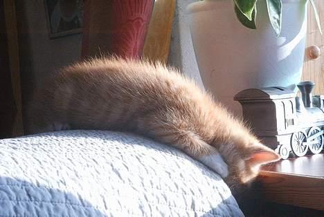 Huskat Garfield - Faldt i søvn midt i en leg billede 4