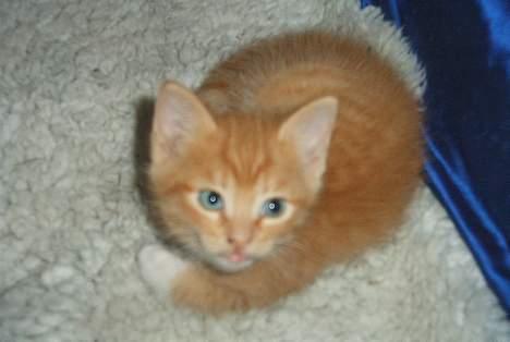 Huskat Garfield - Der tog du mig på sengekanten billede 5