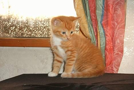 Huskat Garfield - Mit klatretårn! billede 6