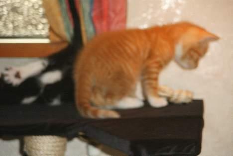 Huskat Garfield - Gad vide hvordan man kommer ned? billede 7