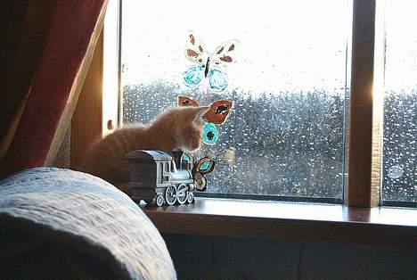 Huskat Garfield - Ekspedition i vindueskarmen billede 8