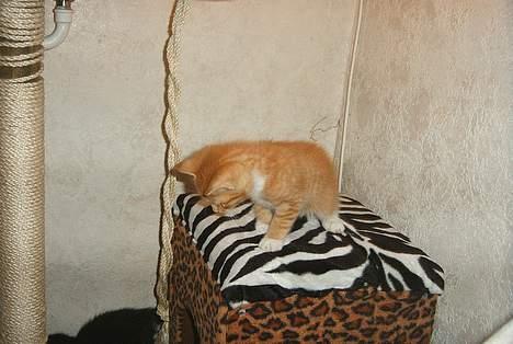 Huskat Garfield - Kravle-kravle billede 9