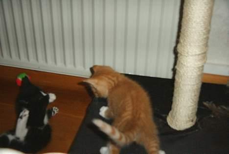 Huskat Garfield - Slåskamp med vennerne billede 10