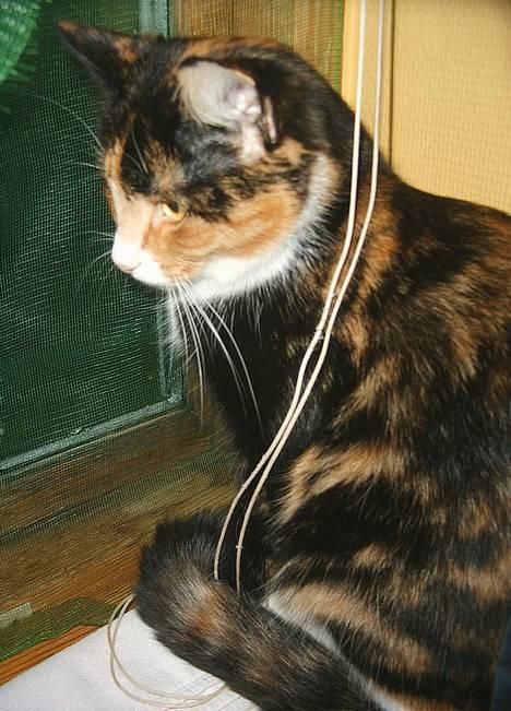 Huskat Gizmo - la la la billede 1