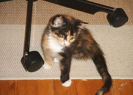 Huskat Gizmo - hihi jeg er bare fræk!! (28.4.05) billede 2