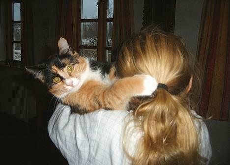 Huskat Gizmo - En rask lille slåskamp billede 3