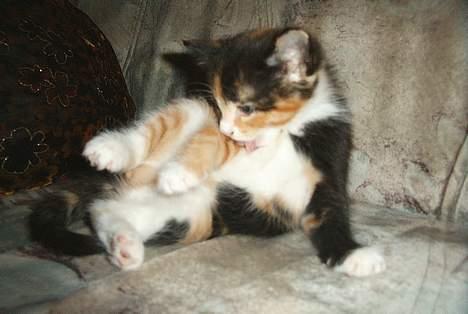 Huskat Gizmo - Kan vaske mig selv. billede 4