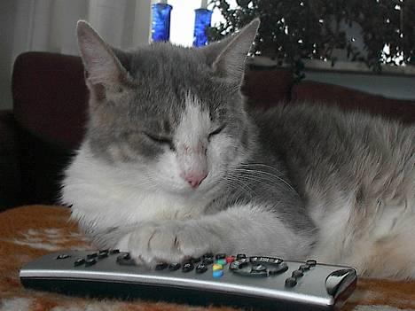 Blanding af racer Dengi( død :'( ) - Cool cat...l billede 1