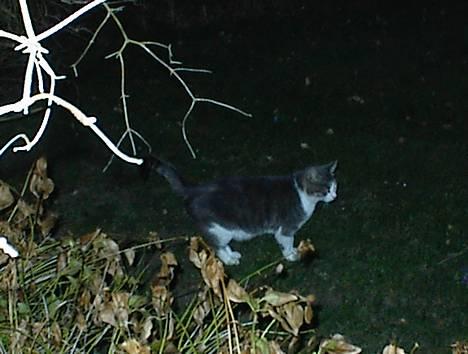 Blanding af racer Dengi( død :'( ) - Ude i natten... billede 2