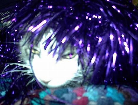 Blanding af racer Dengi( død :'( ) - Dengi overvejer om han skulle være rocksanger billede 3