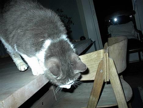 Blanding af racer Dengi( død :'( ) - Ned fra spisebordret billede 4